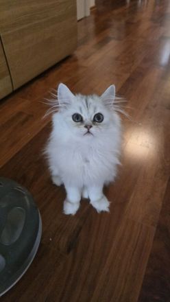 Perserkätzchen Perserkitten