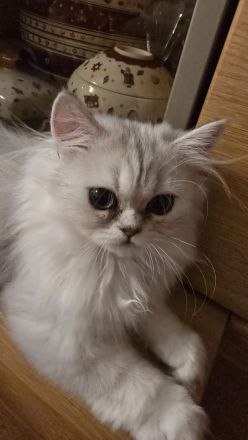 Perserkätzchen Perserkitten