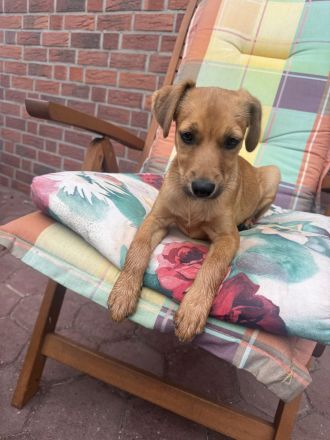 Dackel Pinscher Mix Ida