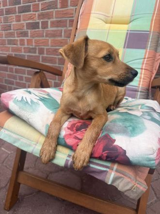 Dackel Pinscher Mix Ida