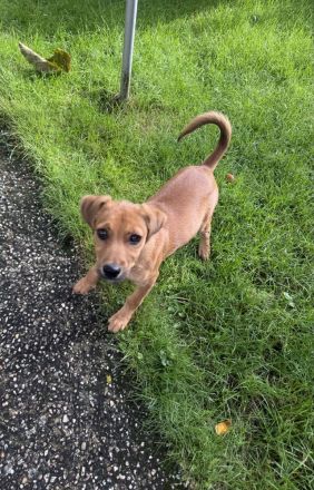Dackel Pinscher Mix Ida