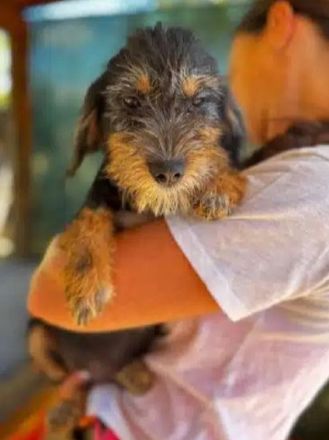 Gina, ein kleines Hundekind, das die Welt entdecken möchte, 5M, 30cm
