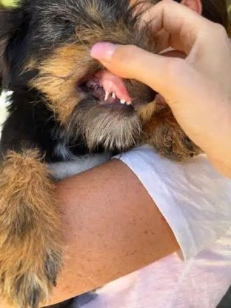 Gina, ein kleines Hundekind, das die Welt entdecken möchte, 5M, 30cm