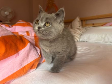 Zwei liebe BKH Blue Mädchen kitten suchen ein Zuhause