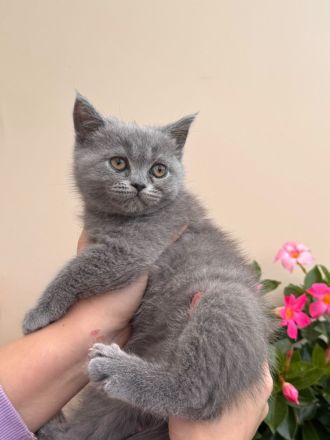 Zwei liebe BKH Blue Mädchen kitten suchen ein Zuhause