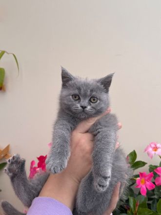 Zwei liebe BKH Blue Mädchen kitten suchen ein Zuhause