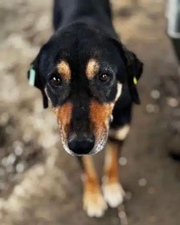 Stella, unglaublich liebe und menschenbezogene Hündin sucht liebevolles Zuhause, 5J, 54cm