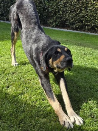 Stella, unglaublich liebe und menschenbezogene Hündin sucht liebevolles Zuhause, 6J, 55cm