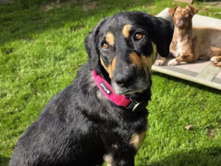 Stella, unglaublich liebe und menschenbezogene Hündin sucht liebevolles Zuhause, 6J, 55cm
