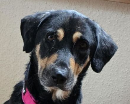 Stella, unglaublich liebe und menschenbezogene Hündin sucht liebevolles Zuhause, 6J, 55cm
