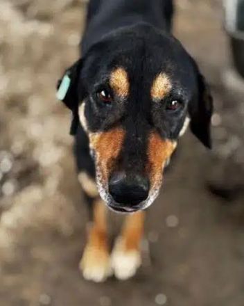 Stella, unglaublich liebe und menschenbezogene Hündin sucht liebevolles Zuhause, 5J, 54cm