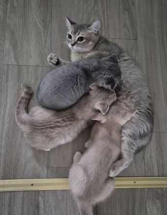 Britische Kurzhaar Kitten