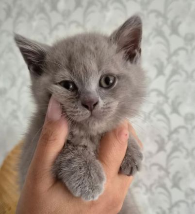 Britische Kurzhaar Kitten