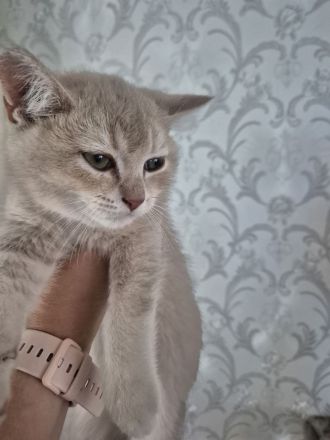 Britische Kurzhaar Kitten