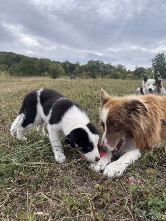 Reinrassige Border Collie Hündin sucht noch zu Hause