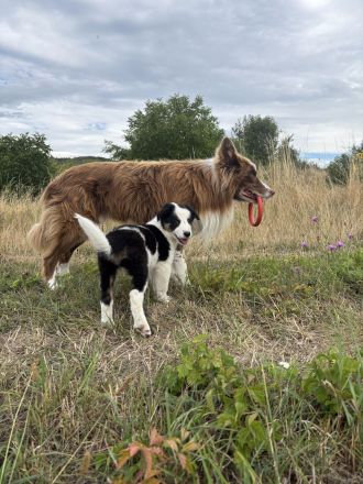 Reinrassige Border Collie Hündin sucht noch zu Hause