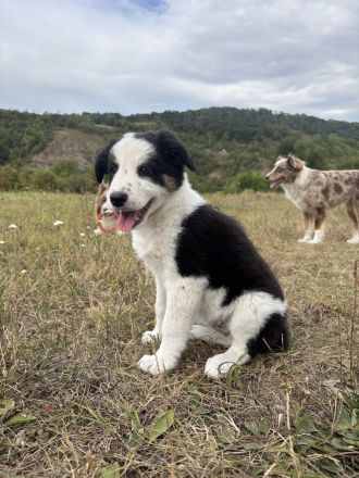 Reinrassige Border Collie Hündin sucht noch zu Hause