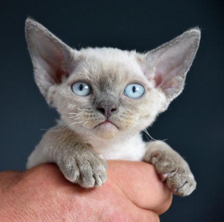 Devon Rex Kitten reinrassig, mit langen Tasthaaren und dichten Fell .