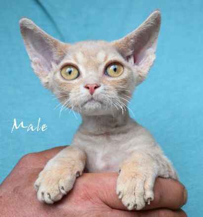 Devon Rex Kitten reinrassig, mit langen Tasthaaren und dichten Fell .
