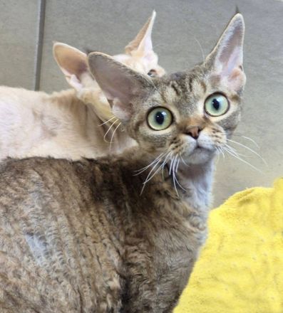 Devon Rex Kitten reinrassig, mit langen Tasthaaren und dichten Fell .