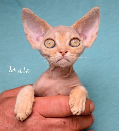 Devon Rex Kitten reinrassig, mit langen Tasthaaren und dichten Fell .