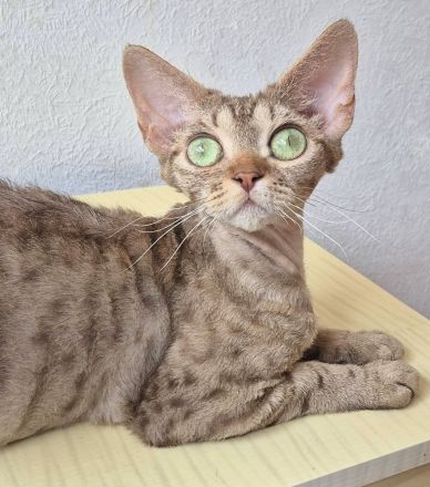 Devon Rex Kitten reinrassig, mit langen Tasthaaren und dichten Fell .