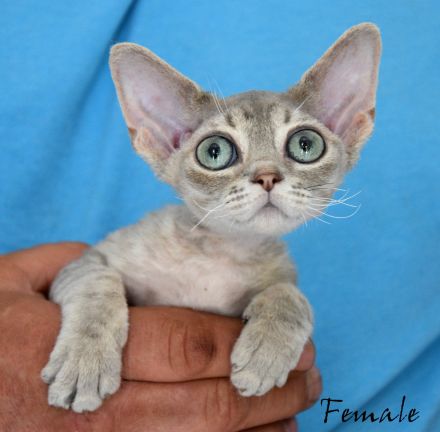 Devon Rex Kitten reinrassig, mit langen Tasthaaren und dichten Fell .