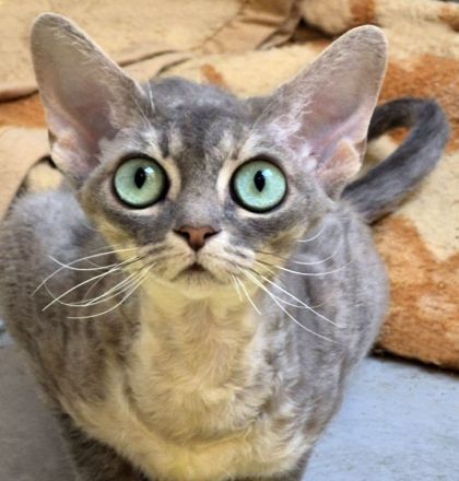 Devon Rex Kitten reinrassig, mit langen Tasthaaren und dichten Fell .