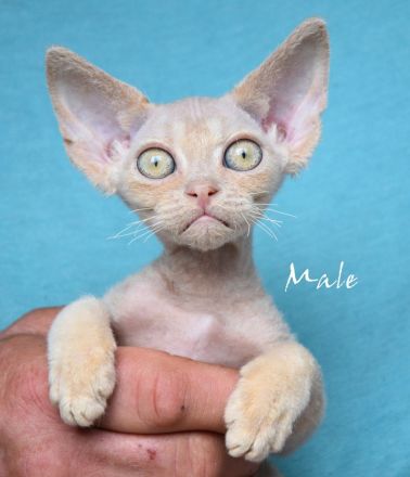 Devon Rex Kitten reinrassig, mit langen Tasthaaren und dichten Fell .