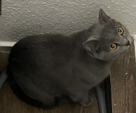 Verschmuster Bkh Kater blau 10 Monate Mega kinderlieb sucht dringend