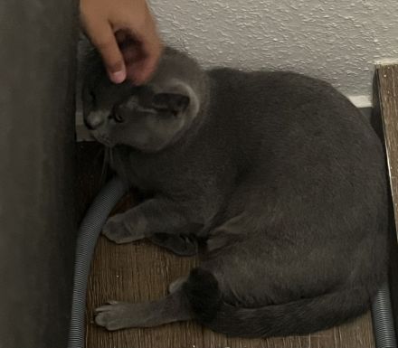 Verschmuster Bkh Kater blau 10 Monate Mega kinderlieb sucht dringend