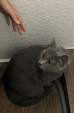 Verschmuster Bkh Kater blau 10 Monate Mega kinderlieb sucht dringend