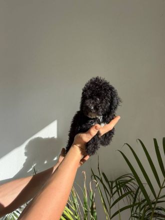 Maltipoo-Welpen: 4 Rüden suchen liebevolles Zuhause