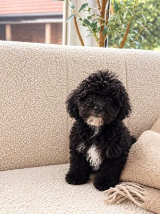 Maltipoo-Welpen: 4 Rüden suchen liebevolles Zuhause