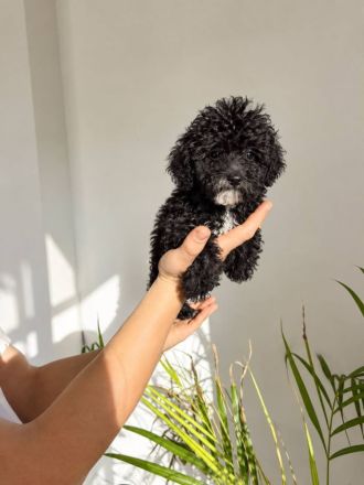 Maltipoo-Welpen: 4 Rüden suchen liebevolles Zuhause