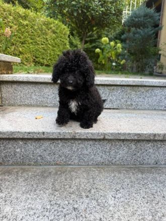 Maltipoo-Welpen: 4 Rüden suchen liebevolles Zuhause