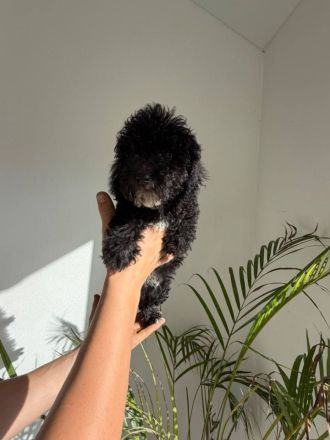 Maltipoo-Welpen: 4 Rüden suchen liebevolles Zuhause