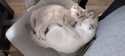 BKH Kitten
