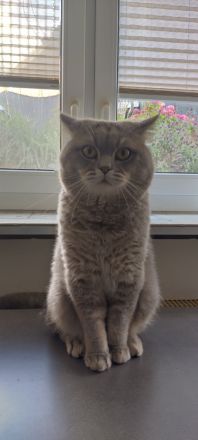 BKH Kitten