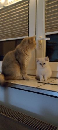 BKH Kitten