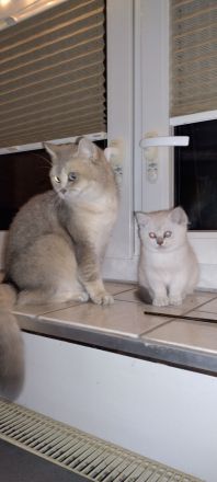 BKH Kitten