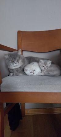 BKH Kitten