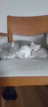 BKH Kitten