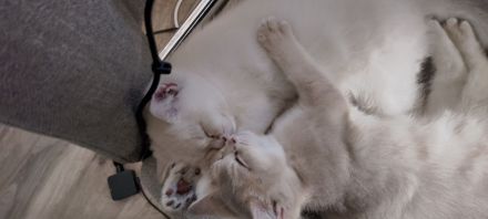 BKH Kitten