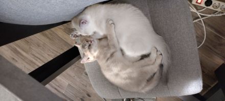 BKH Kitten
