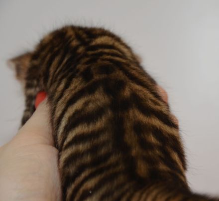 Exklusive Toyger Kätzchen Kitten abzugeben mit Stammbaum
