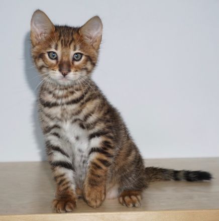 Exklusive Toyger Kätzchen Kitten abzugeben mit Stammbaum