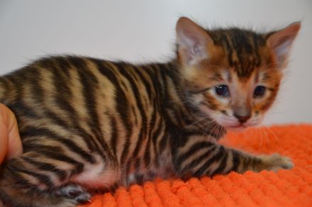 Exklusive Toyger Kätzchen Kitten abzugeben mit Stammbaum