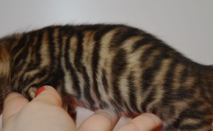 Exklusive Toyger Kätzchen Kitten abzugeben mit Stammbaum