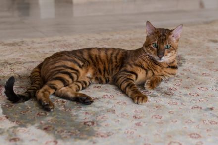 Toyger Kater Hermes sucht einen Platz zum alt werden